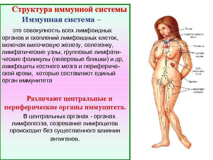 Структура иммунной системы Иммунная система – это совокупность всех лимфоидных органов и скоплений лимфоидных
