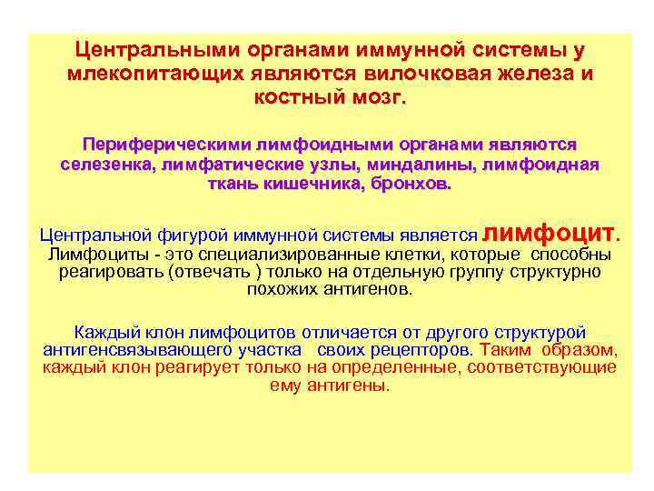 Центральными органами иммунной системы у млекопитающих являются вилочковая железа и костный мозг. Периферическими лимфоидными