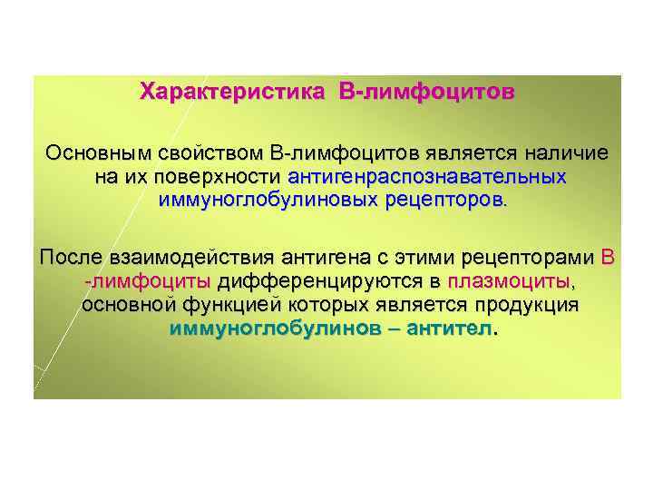 Характеристика В-лимфоцитов Основным свойством В-лимфоцитов является наличие на их поверхности антигенраспознавательных иммуноглобулиновых рецепторов. После