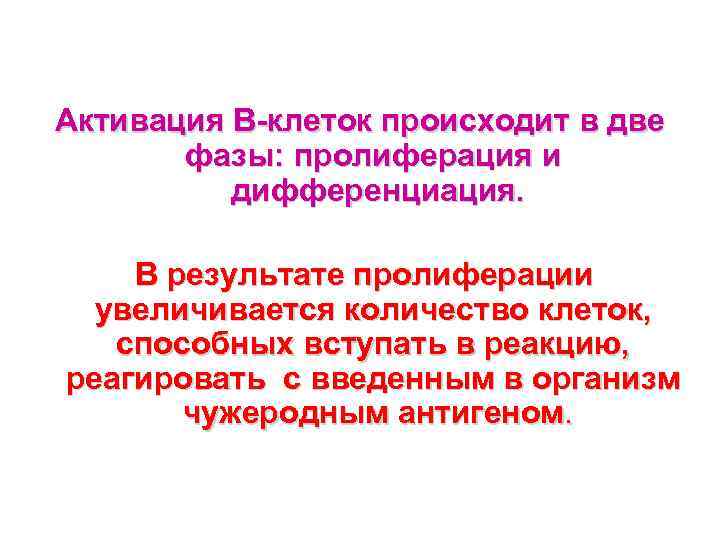 Активация В-клеток происходит в две фазы: пролиферация и дифференциация. В результате пролиферации увеличивается количество