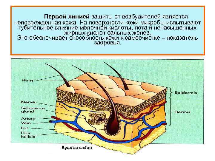 Первой линией защиты от возбудителей является неповрежденная кожа. На поверхности кожи микробы испытывают губительное