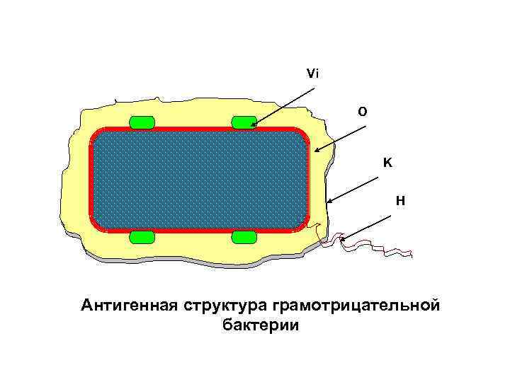Vi O K H Антигенная структура грамотрицательной бактерии 