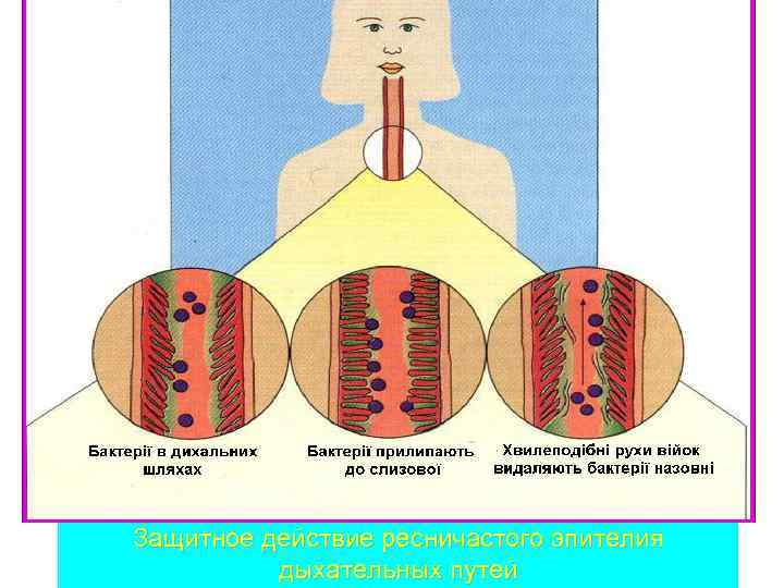 Защитное действие ресничастого эпителия дыхательных путей 