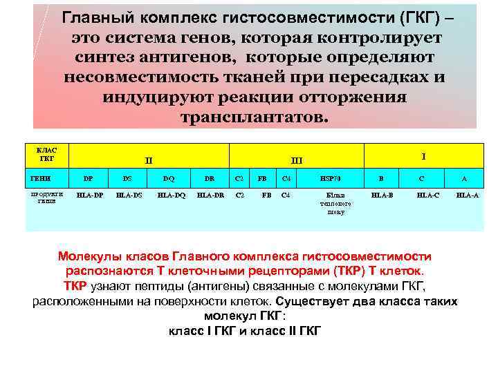 Главный комплекс гистосовместимости (ГКГ) – это система генов, которая контролирует синтез антигенов, которые определяют