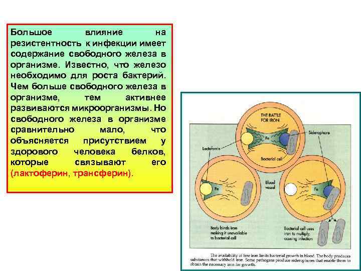 Большое влияние на резистентность к инфекции имеет содержание свободного железа в организме. Известно, что