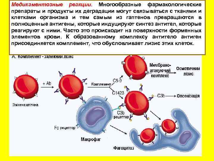 Медикаментозные реакции. Многообразные фармакологические препараты и продукты их деградации могут связываться с тканями и