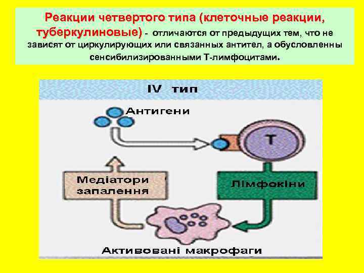 Peaкции четвертого типа (клеточные реакции, туберкулиновые) - отличаются от предыдущих тем, что не зависят