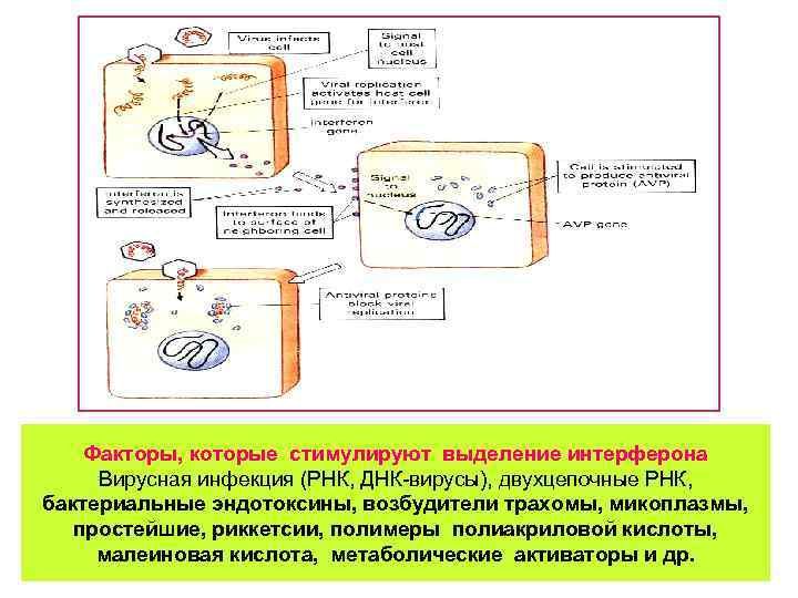 Факторы, которые стимулируют выделение интерферона Вирусная инфекция (РНК, ДНК-вирусы), двухцепочные РНК, бактериальные эндотоксины, возбудители