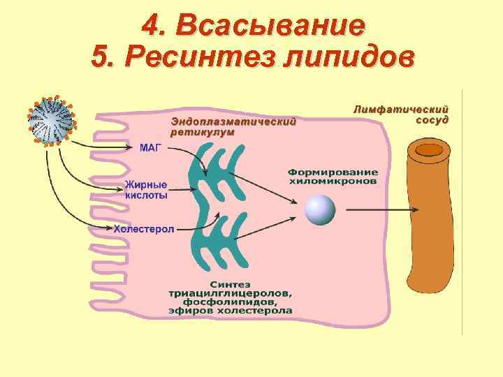 4. Всасывание 5. Ресинтез липидов 