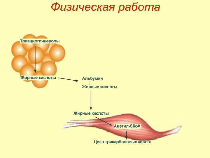 Физическая работа 