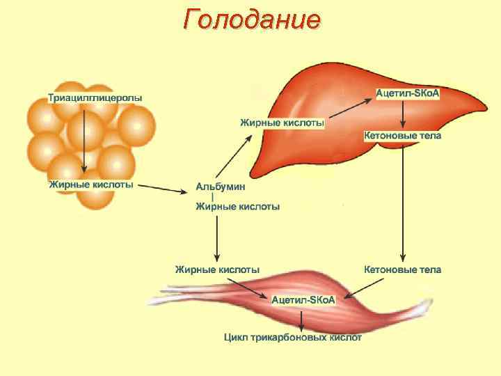 Голодание 