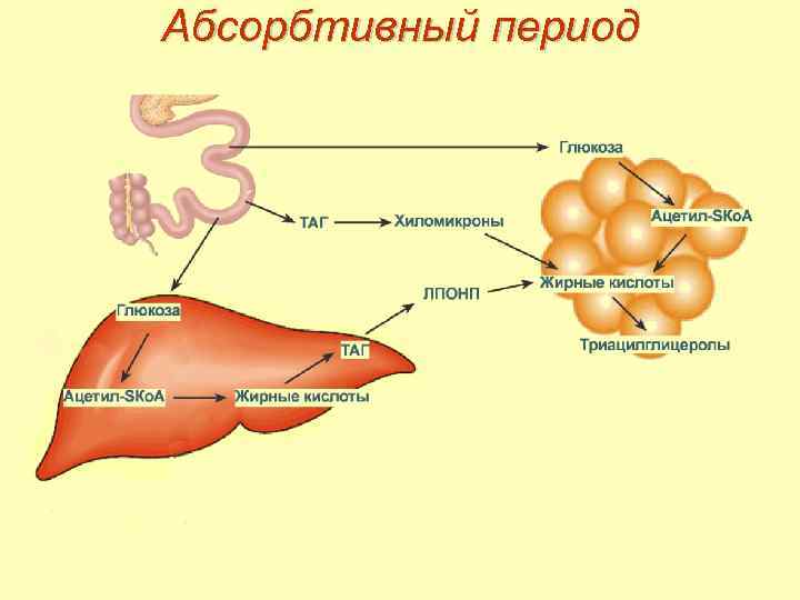 Абсорбтивный период 