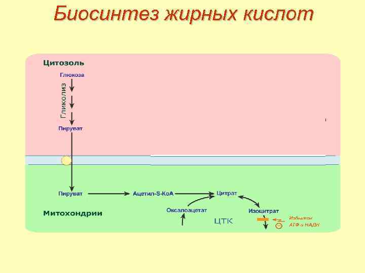 Биосинтез жирных кислот схема