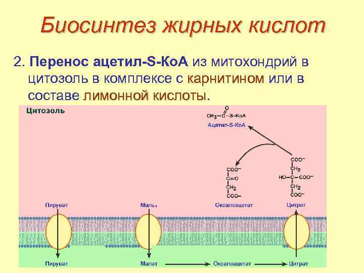 Биосинтез жирных кислот 2. Перенос ацетил-S-Ко. А из митохондрий в цитозоль в комплексе с