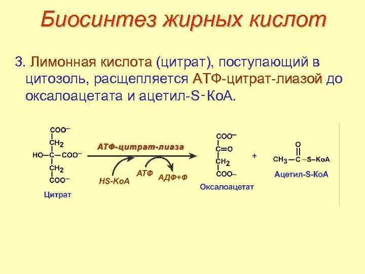 Биосинтез высших жирных кислот схема