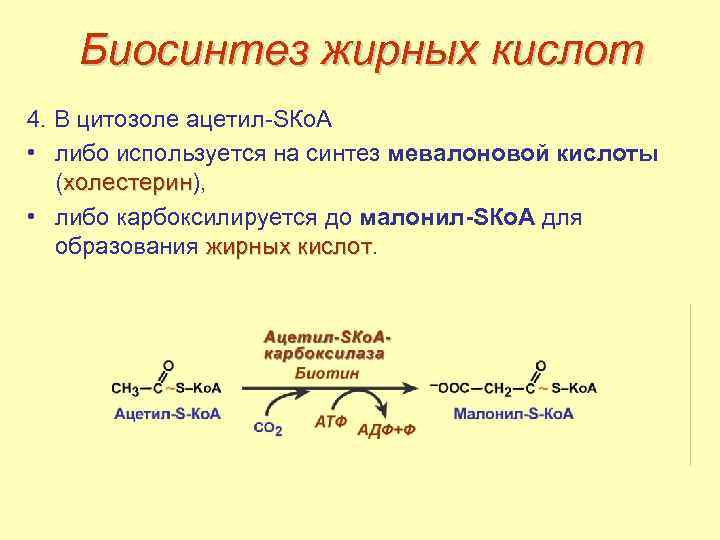 Биосинтез жирных кислот 4. В цитозоле ацетил-SКо. А • либо используется на синтез мевалоновой