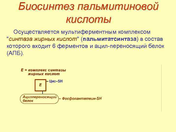 Биосинтез пальмитиновой кислоты Осуществляется мультиферментным комплексом "синтаза жирных кислот" (пальмитатсинтаза) в состав кислот которого