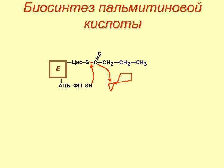 Биосинтез пальмитиновой кислоты 