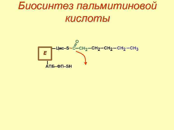 Биосинтез пальмитиновой кислоты 