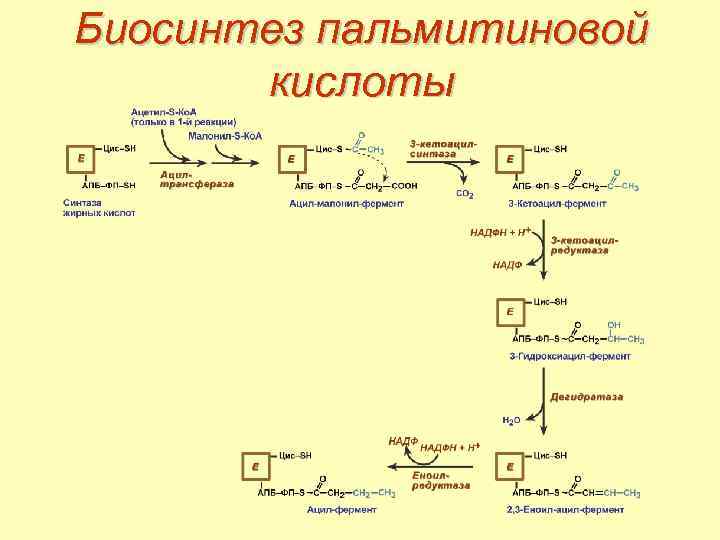 Биосинтез пальмитиновой кислоты 