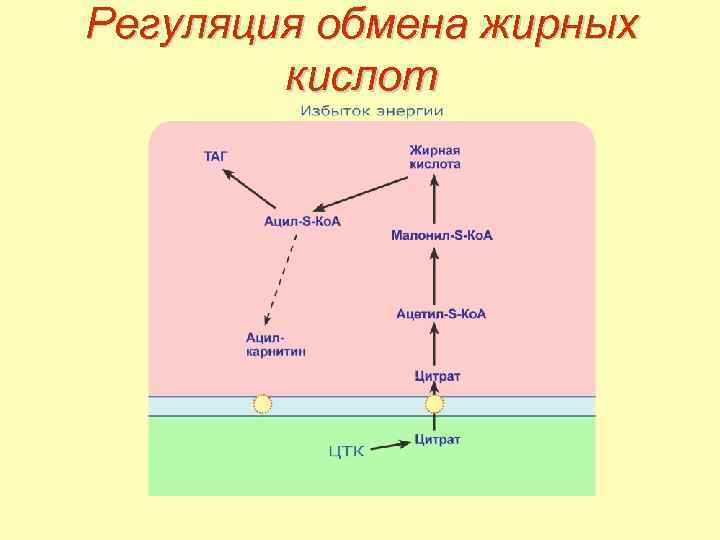 Регуляция обмена жирных кислот 