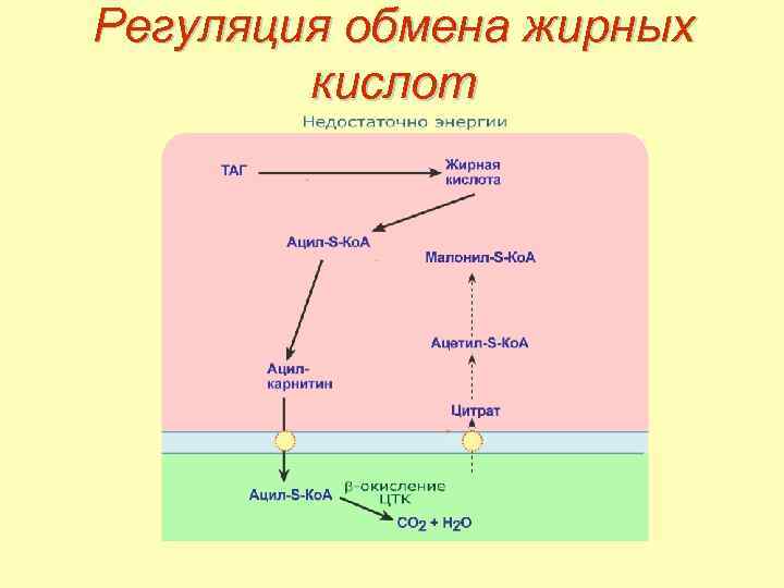 Регуляция обмена жирных кислот 