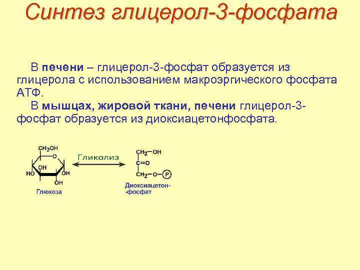 Синтез глицерол-3 -фосфата В печени – глицерол-3 -фосфат образуется из глицерола с использованием макроэргического