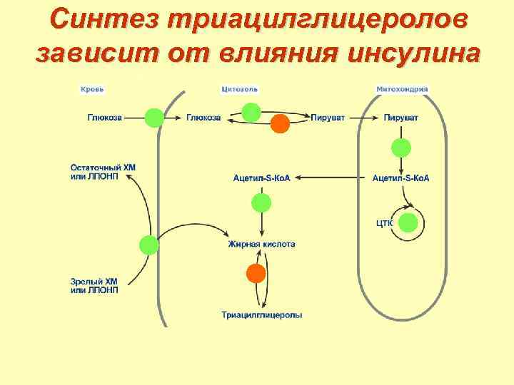 Синтез триацилглицеролов зависит от влияния инсулина 