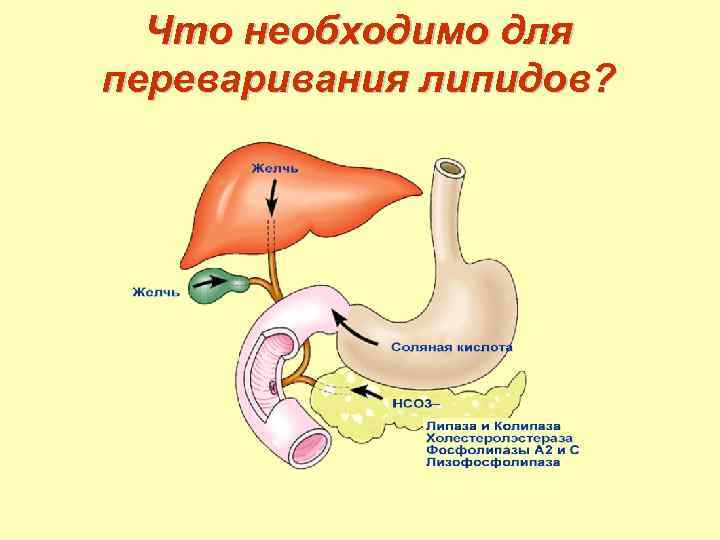 Что необходимо для переваривания липидов? 