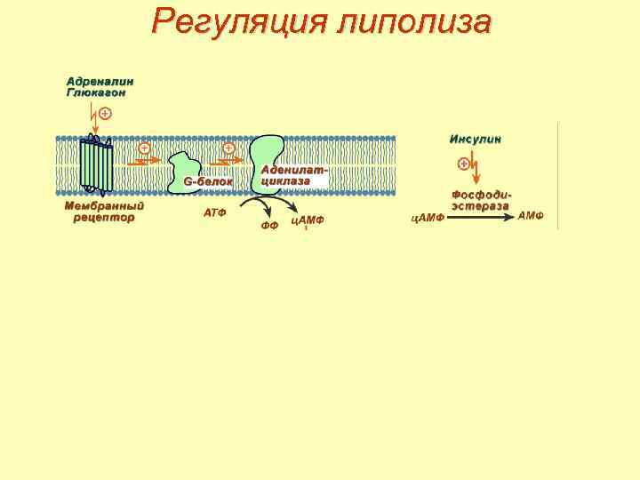 Регуляция липолиза 