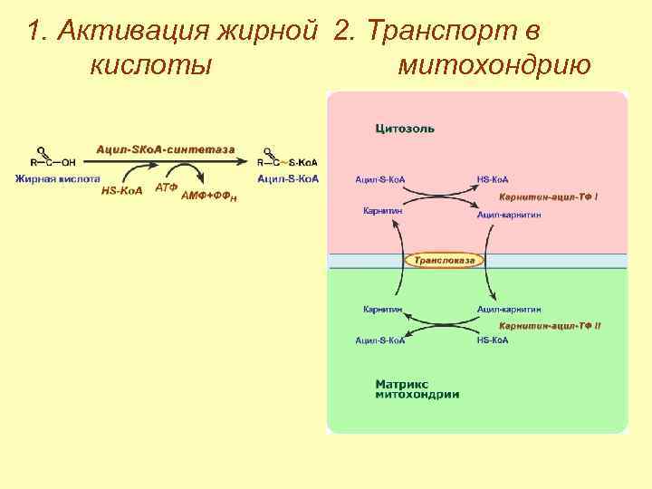 Энергетический обмен в митохондриях