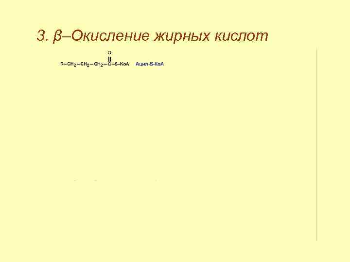 3. β–Окисление жирных кислот 