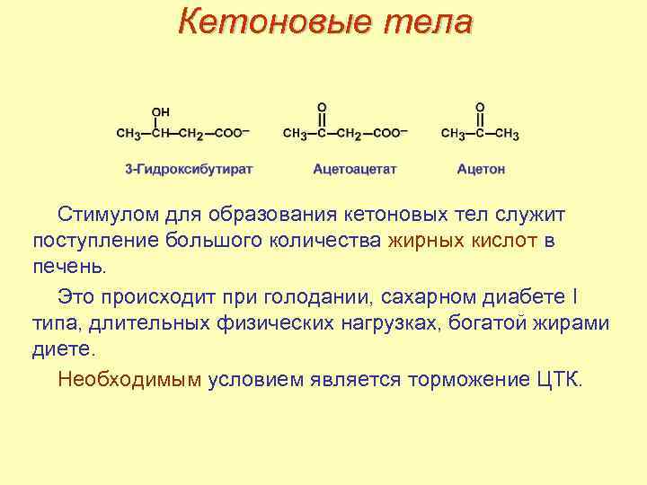 Кетоновые тела Стимулом для образования кетоновых тел служит поступление большого количества жирных кислот в