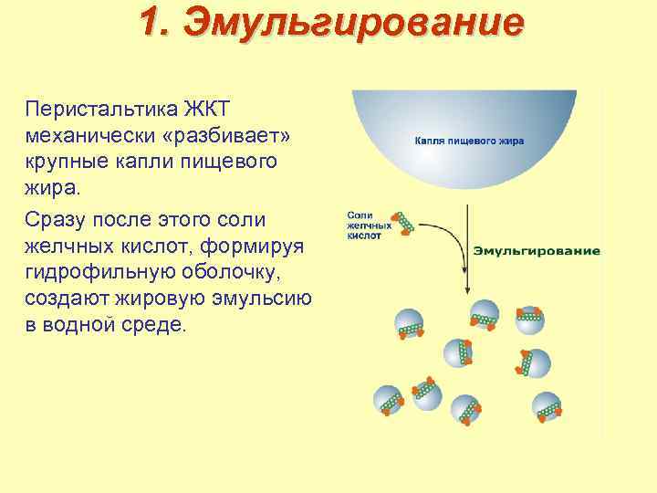 Эмульгирование жиров схема