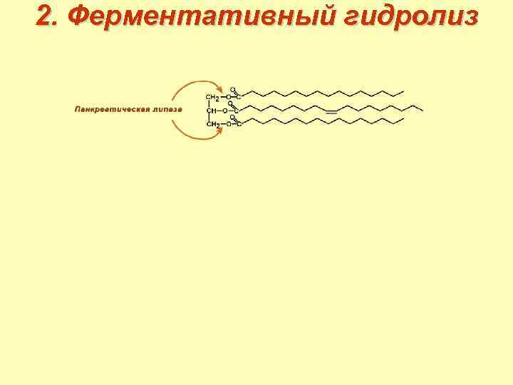 2. Ферментативный гидролиз 