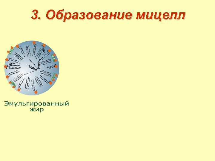 3. Образование мицелл 