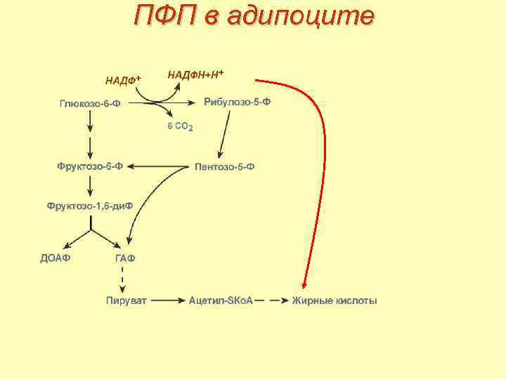 ПФП в адипоците 