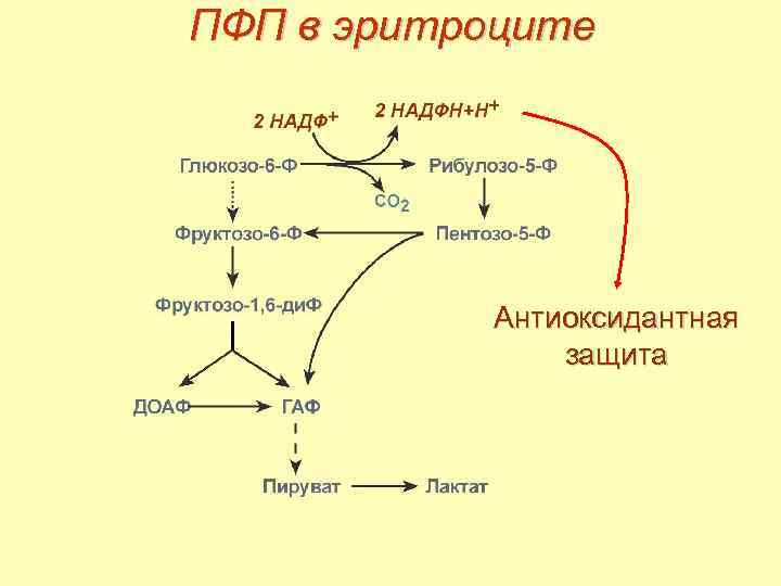 Схема метаболизма эритроцитов показав пути использования глюкозы