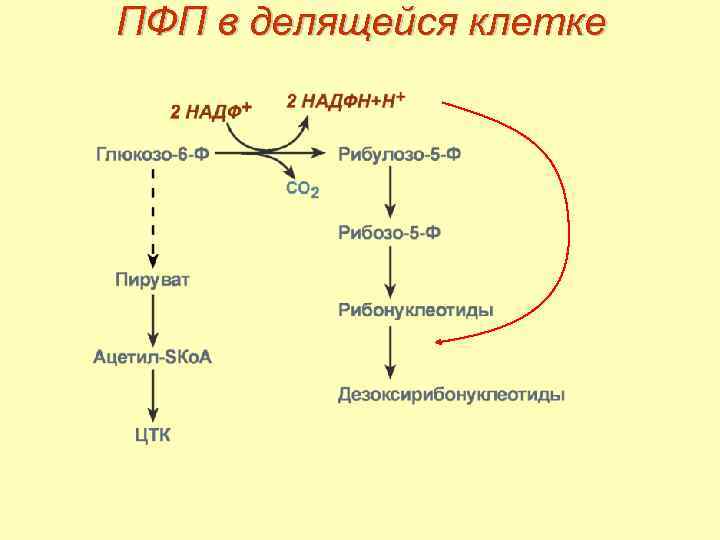 Схема обмена глюкозы в клетке