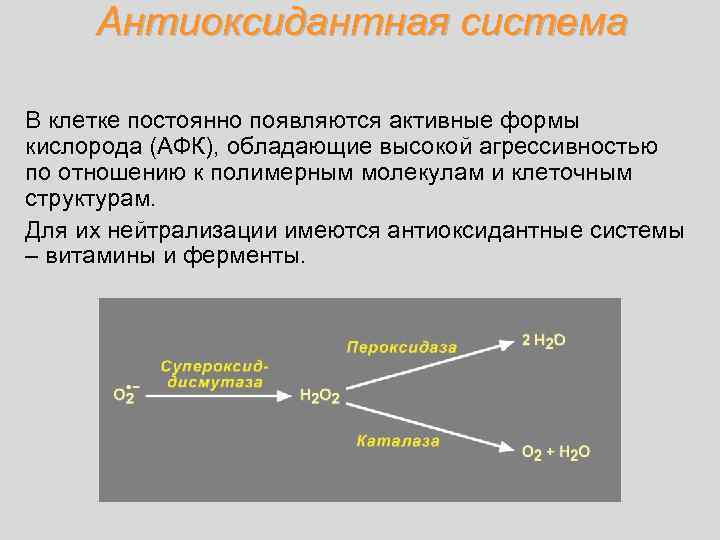 Антиоксидантная система В клетке постоянно появляются активные формы кислорода (АФК), обладающие высокой агрессивностью по