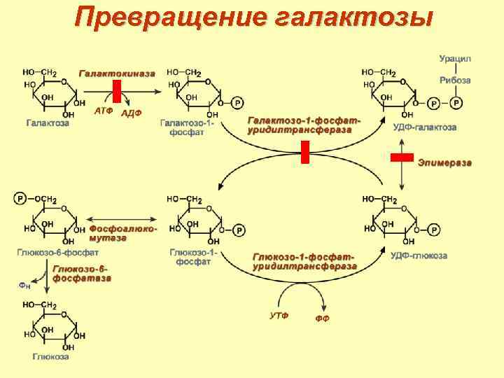 Организм показанный на рисунке стал основой для промышленного получения