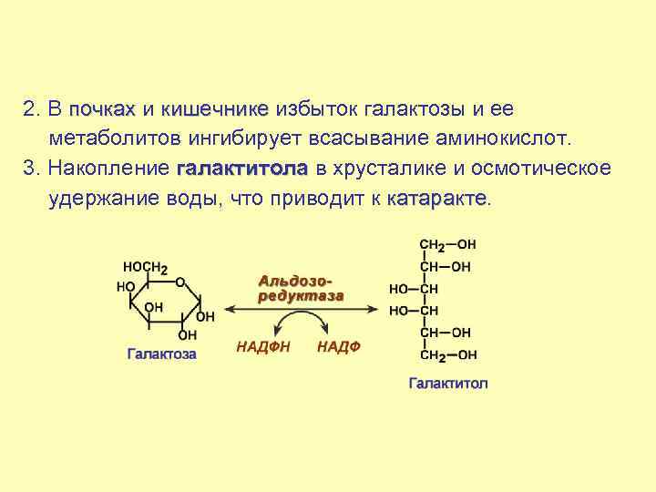 Обмен галактозы схема