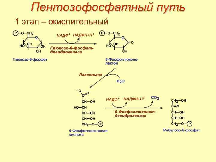 Схема пентозофосфатного пути