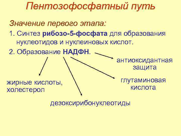 Пентозофосфатный путь Значение первого этапа: 1. Синтез рибозо-5 -фосфата для образования нуклеотидов и нуклеиновых