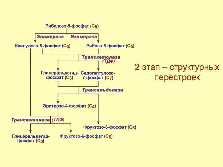 2 этап – структурных перестроек 