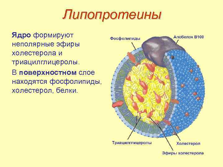 Липопротеины Ядро формируют неполярные эфиры холестерола и триацилглицеролы. В поверхностном слое находятся фосфолипиды, холестерол,