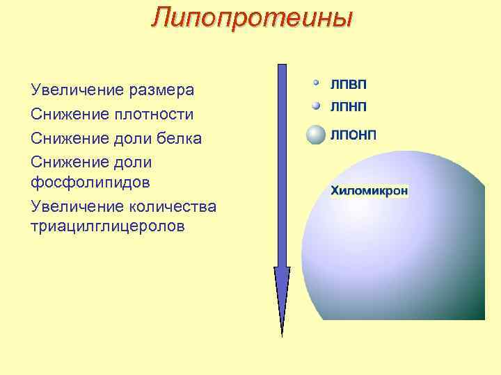 Липопротеины Увеличение размера Снижение плотности Снижение доли белка Снижение доли фосфолипидов Увеличение количества триацилглицеролов
