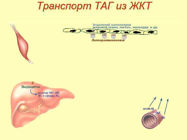 Транспорт ТАГ из ЖКТ 