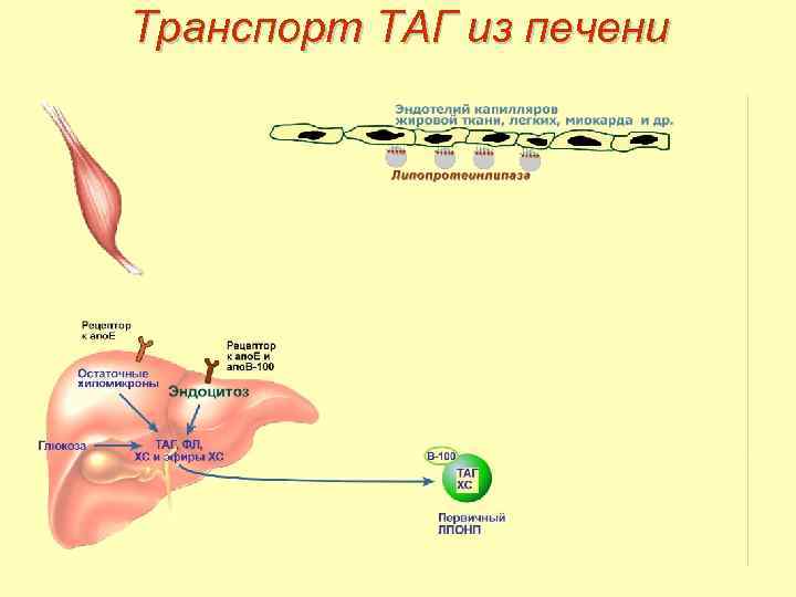 Транспорт ТАГ из печени 