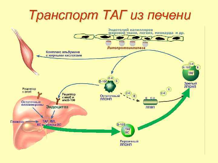 Объясните причины жирового перерождения печени используя схему синтеза триглицеридов и фосфатидов